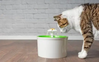 Why Does My Cat Yowl at Night? 7 Common Reasons and Solutions