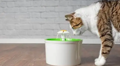 Why Does My Cat Yowl at Night? 7 Common Reasons and Solutions