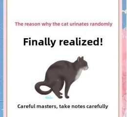Why Is My Kitten Peeing and Pooping Outside the Litter Box? 7 Common Reasons and Solutions