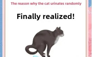 Why Is My Kitten Peeing and Pooping Outside the Litter Box? 7 Common Reasons and Solutions