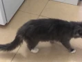 Why Won’t My Cat Gain Weight? 5 Science-Backed Reasons and How to Fix Them