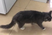 Why Won’t My Cat Gain Weight? 5 Science-Backed Reasons and How to Fix Them