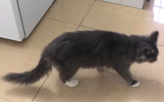 Why Won’t My Cat Gain Weight? 5 Science-Backed Reasons and How to Fix Them