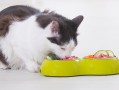 Senior Cat Diet Overhaul: Essential Food Changes When Your Cat Turns 7