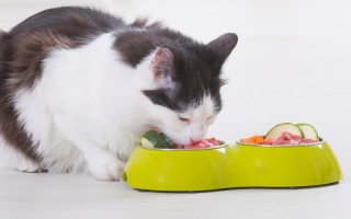 Senior Cat Diet Overhaul: Essential Food Changes When Your Cat Turns 7