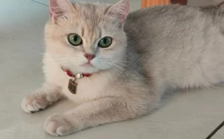 The Ultimate Guide to Feeding Newborn Kittens: What to Feed for Optimal Health