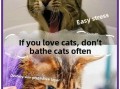 Why Bathing Your Cat Is Unnecessary (and How to Keep Them Spotless)