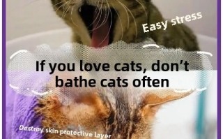 Why Bathing Your Cat Is Unnecessary (and How to Keep Them Spotless)