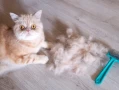 Why Do Cats Shed So Much? Understanding the Causes and Effective Solutions