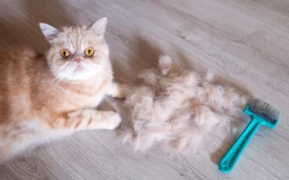 Why Do Cats Shed So Much? Understanding the Causes and Effective Solutions