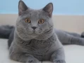 Is the British Shorthair Prone to Illness? A Comprehensive Health Guide for Owners