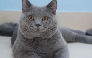 Is the British Shorthair Prone to Illness? A Comprehensive Health Guide for Owners