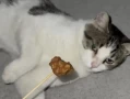 Why Is My Cat Not Eating? 10 Critical Reasons and Solutions Every Owner Must Know