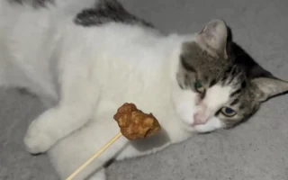 Why Is My Cat Not Eating? 10 Critical Reasons and Solutions Every Owner Must Know