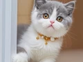 Do Cats Get Lonely Alone? Understanding Feline Social Needs and Companion Solutions