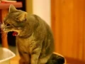 Why Do Cats Vomit Hairballs? A Complete Guide to Understanding and Preventing This Common Issue
