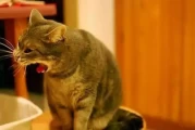Why Do Cats Vomit Hairballs? A Complete Guide to Understanding and Preventing This Common Issue