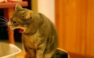 Why Do Cats Vomit Hairballs? A Complete Guide to Understanding and Preventing This Common Issue