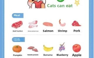 Best Foods for Cats: A Veterinarian’s Guide to Optimal Feline Nutrition