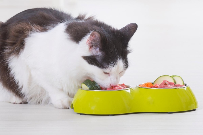 Senior Cat Diet Overhaul: Essential Food Changes When Your Cat Turns 7