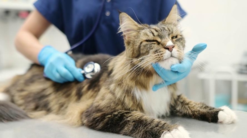 Senior Cat Diet Overhaul: Essential Food Changes When Your Cat Turns 7