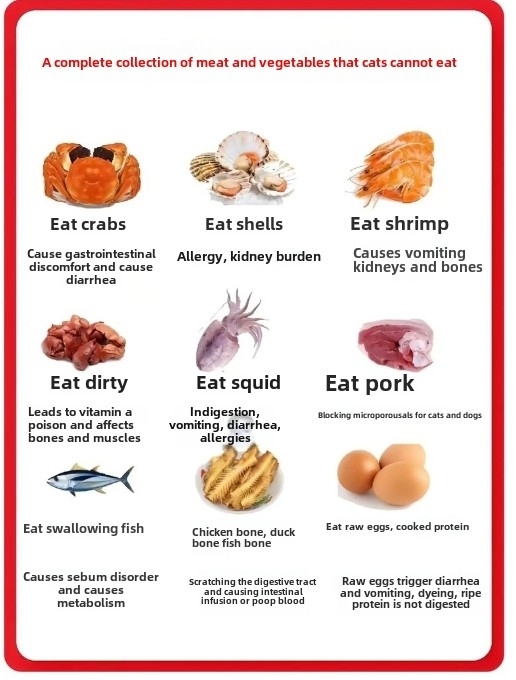 Best Foods for Cats: A Veterinarian’s Guide to Optimal Feline Nutrition