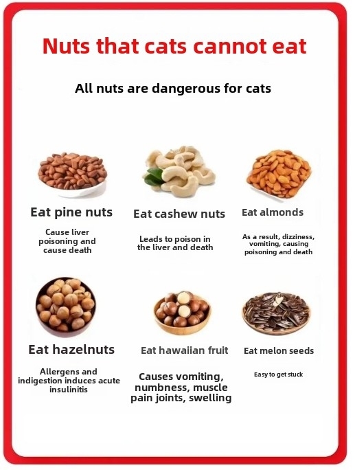 Best Foods for Cats: A Veterinarian’s Guide to Optimal Feline Nutrition