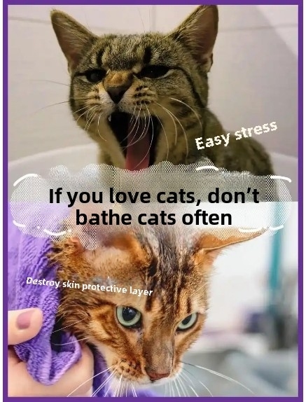 Why Bathing Your Cat Is Unnecessary (and How to Keep Them Spotless)