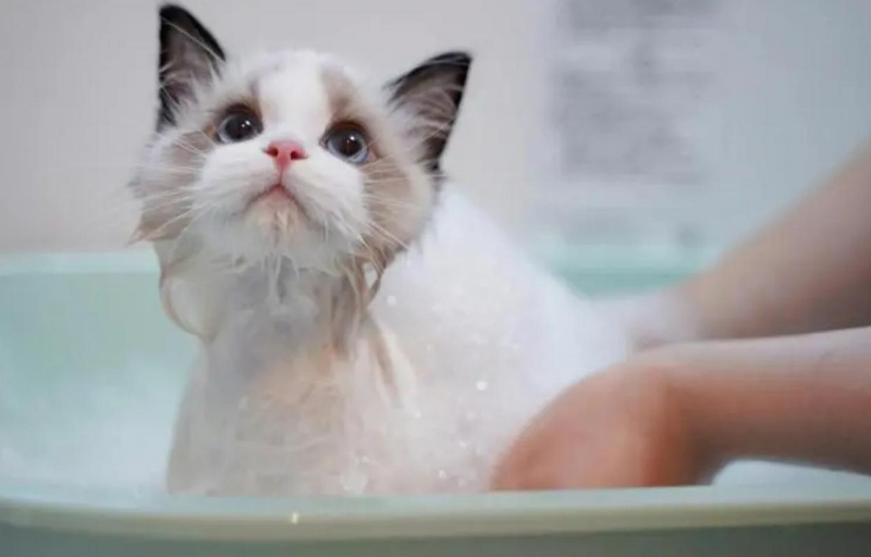 Why Bathing Your Cat Is Unnecessary (and How to Keep Them Spotless)