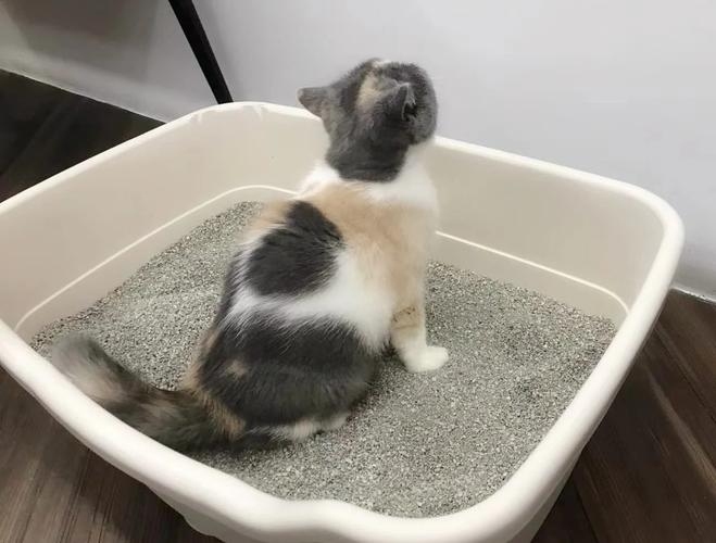 Why Is My Kitten Peeing and Pooping Outside the Litter Box? 7 Common Reasons and Solutions