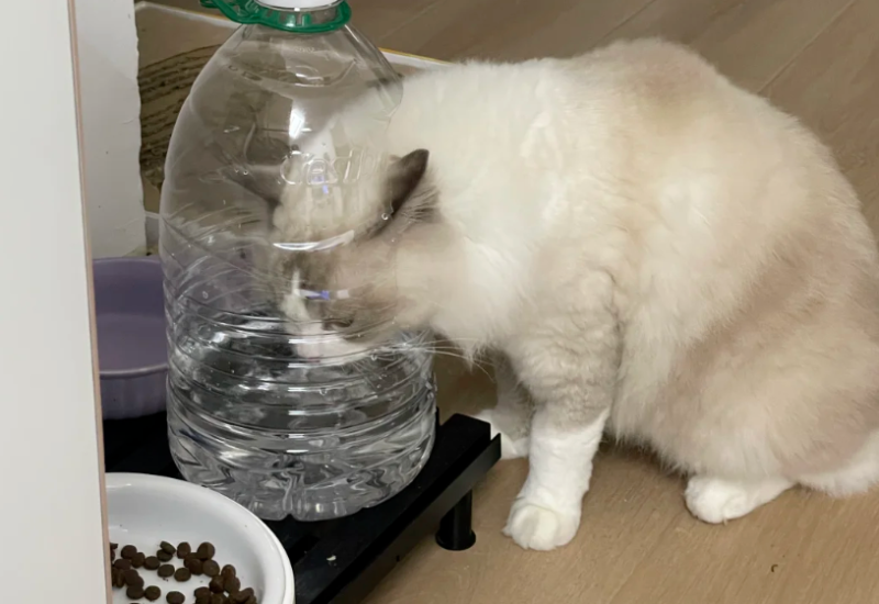 Long-Term Effects: Why Cooled Boiled Water Outperforms Tap Water for Feline Health?