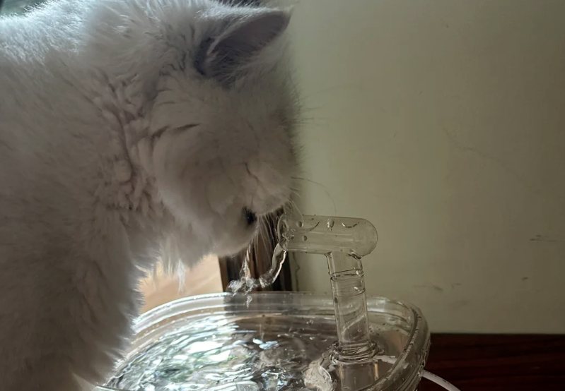 Long-Term Effects: Why Cooled Boiled Water Outperforms Tap Water for Feline Health?