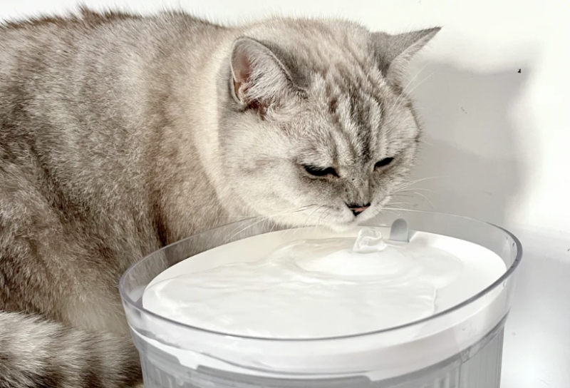 Long-Term Effects: Why Cooled Boiled Water Outperforms Tap Water for Feline Health?