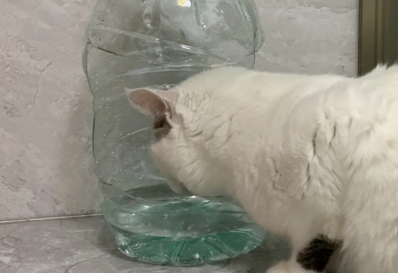 Long-Term Effects: Why Cooled Boiled Water Outperforms Tap Water for Feline Health?