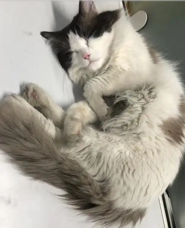 Why Bathing Your Cat Is Unnecessary (and How to Keep Them Spotless)