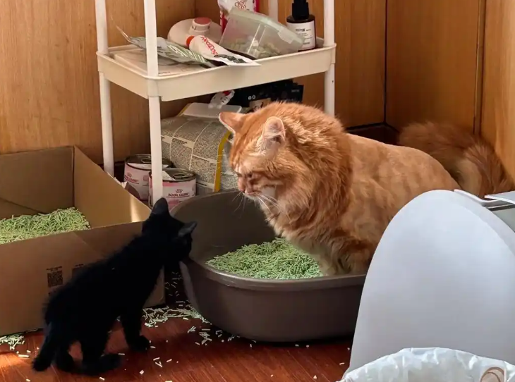 Why Is My Kitten Peeing and Pooping Outside the Litter Box? 7 Common Reasons and Solutions