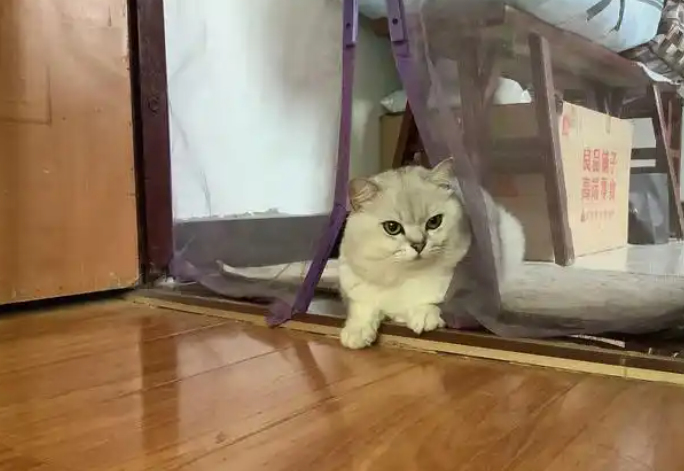 Why Is My Kitten Peeing and Pooping Outside the Litter Box? 7 Common Reasons and Solutions