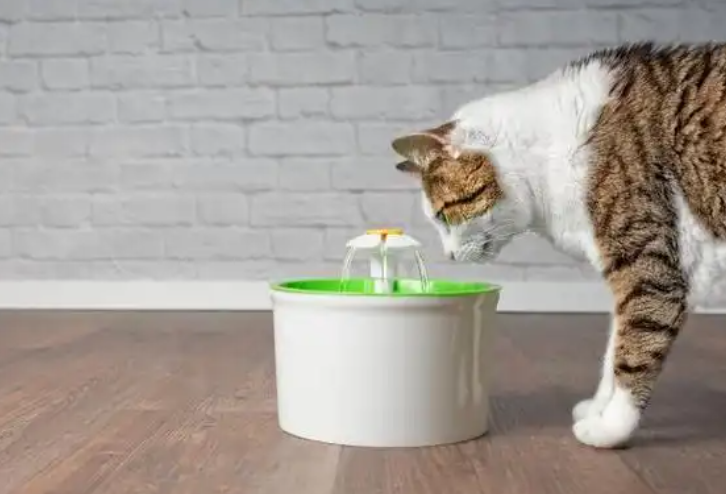 Why Does My Cat Yowl at Night? 7 Common Reasons and Solutions