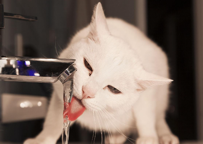 Why Does My Cat Yowl at Night? 7 Common Reasons and Solutions