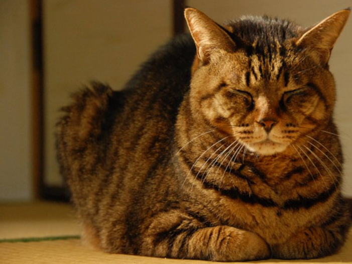 Why Does My Cat Yowl at Night? 7 Common Reasons and Solutions