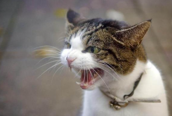 Why Does My Cat Yowl at Night? 7 Common Reasons and Solutions
