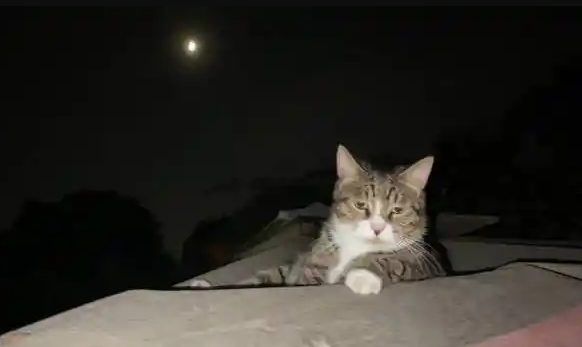 Why Does My Cat Yowl at Night? 7 Common Reasons and Solutions