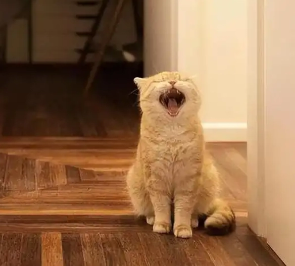 Why Is My Cat Yowling? Should I Move Them to a New Room?