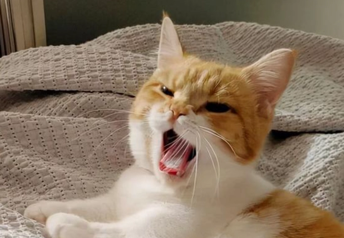 Why Is My Cat Yowling? Should I Move Them to a New Room?