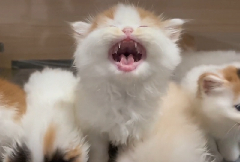 Why Is My Cat Yowling? Should I Move Them to a New Room?