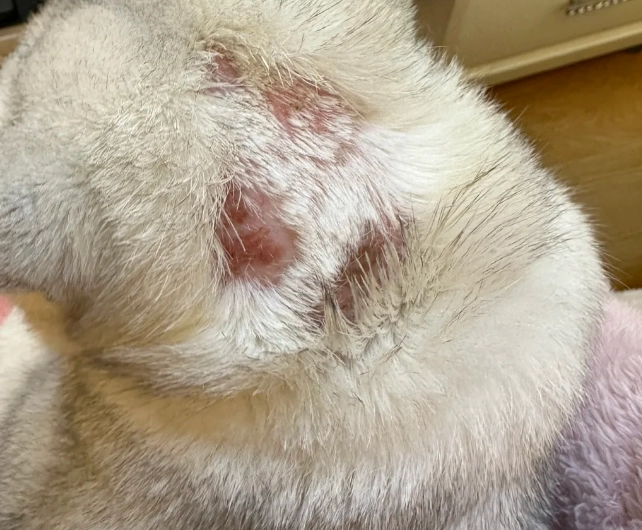 Why Do Cats Shed So Much? Understanding the Causes and Effective Solutions