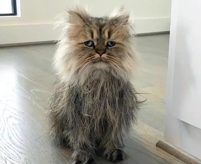 Why Do Cats Shed So Much? Understanding the Causes and Effective Solutions