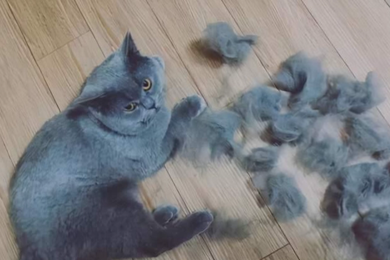 Why Do Cats Shed So Much? Understanding the Causes and Effective Solutions