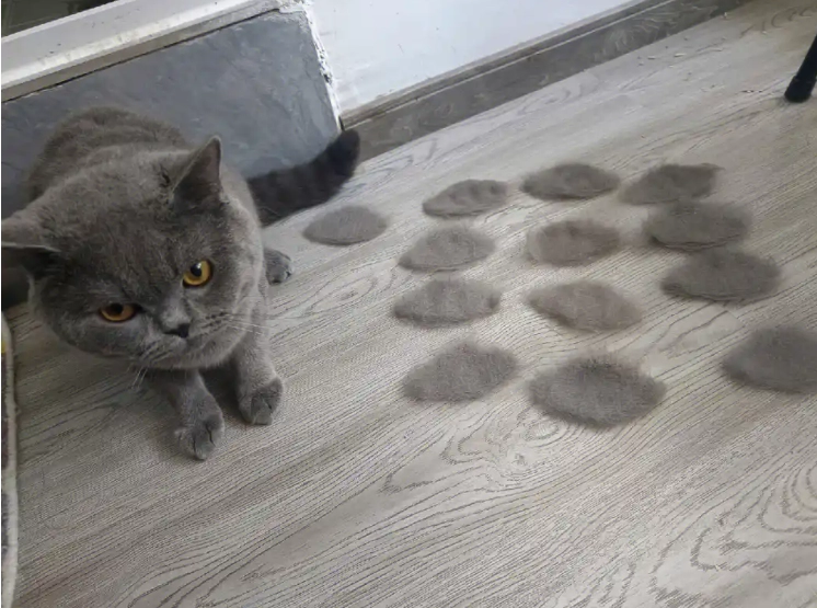 Why Do Cats Shed So Much? Understanding the Causes and Effective Solutions