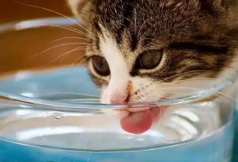 The Ultimate Guide to Reducing Cat Shedding: Top 7 Foods to Feed Your Feline
